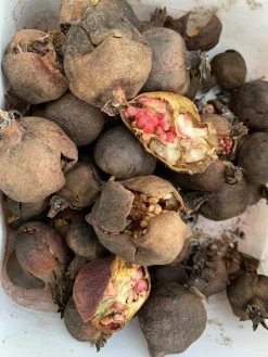 Other Dwarf Pomegranate Seeds -Garden Fresh Shop 0294044A 6C21 48FB A2D4 BE921B726D07 scaled 1