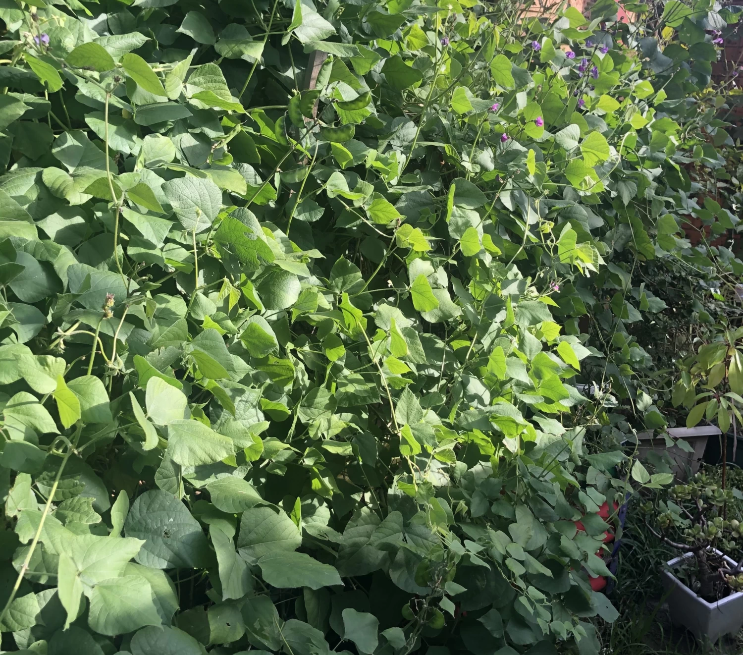 Organic Lablab Bean Vine Variety /Indian Bean/Avarakkai Seeds 5 Organic Lablab Bean Vine Variety /Indian Bean/Avarakkai Seeds - Image 3