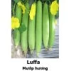 Luffa Seeds -Garden Fresh Shop 0C43CF7F 638D 4F77 9A50 49C3B7C000AE