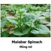 Malabar / Climbing Spinach (mixed Red And Green) Seeds -Garden Fresh Shop 0E34A300 3189 4176 BB43 337D29683C71