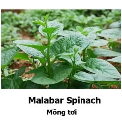 Malabar / Climbing Spinach (mixed Red And Green) Seeds