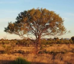 Acacia Aneura Mulga Seeds