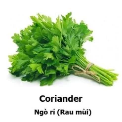 Coriander Seeds