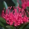 Telopea Truncata (Tasmanian Waratah) Seeds 2 Telopea Truncata (Tasmanian Waratah) Seeds -Garden Fresh Shop 1280px Telopea truncata 2