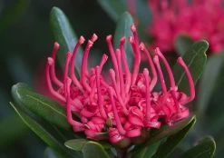 Telopea Truncata (Tasmanian Waratah) Seeds