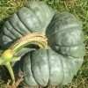 Pumpkin – Triamble Seeds -Garden Fresh Shop 12d1b0f879fc81b54ff0ec141e4543db6c4a04e2