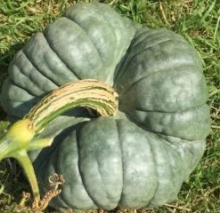 Pumpkin – Triamble Seeds