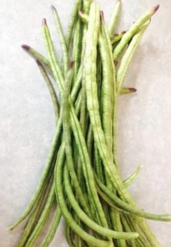 Snake Beans Seeds