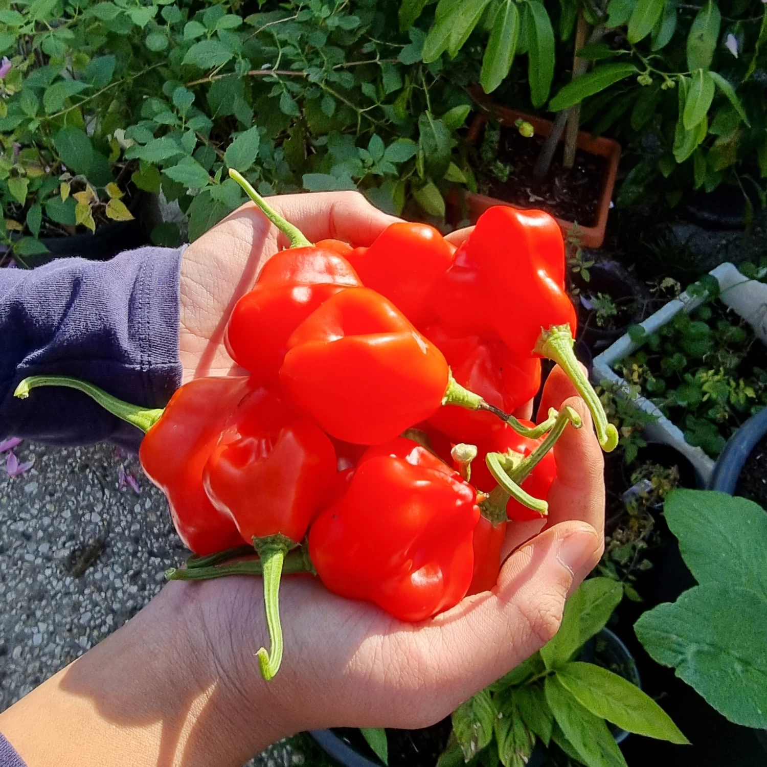 Organic Pepper Madhatter Seeds 4 Organic Pepper Madhatter Seeds - Image 2