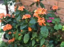 Organic Firecracker Flower/ Crossandra Infundibuliformis/ Kanakambram Seeds -Garden Fresh Shop 17C0E88F D04F 46E4 988E F2A2D206EEFF