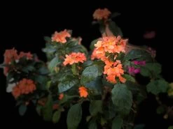 Garden Fresh Shop -Garden Fresh Shop 17E8A8EB BE32 4E06 9D1D 1F9FFB2C60F1