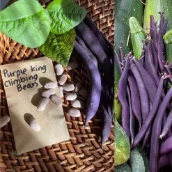 Purple King Climbing Beans Seeds