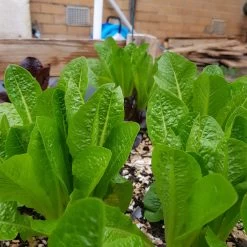 Organic Lettuce Mix Seeds -Garden Fresh Shop 20190716 162441 scaled 1