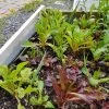 Organic Lettuce Mix Seeds -Garden Fresh Shop 20190916 141633 scaled 1