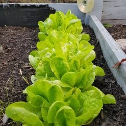 Organic Lettuce Mix Seeds -Garden Fresh Shop 20191108 181003 scaled 1