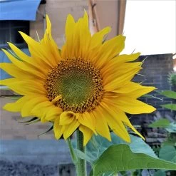 Organic Sun King Sunflower – Yellow Seeds -Garden Fresh Shop 20200112 192405 scaled 1
