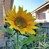 Organic Sun King Sunflower – Yellow Seeds -Garden Fresh Shop 20200112 192408 scaled 1