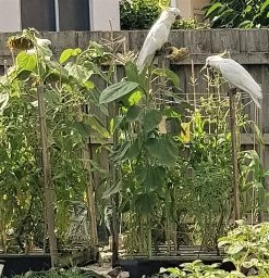 Organic Sun King Sunflower – Yellow Seeds -Garden Fresh Shop 20200202 170510 2