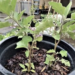 Organic Asian Thai Eggplant – Round Green Large Seeds