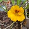 Organic Nasturtium Yellow Alaska Seeds 1 Organic Nasturtium Yellow Alaska Seeds -Garden Fresh Shop 20200918 131657 scaled 1