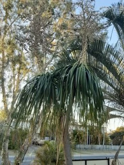 Other Ponytail Palm Seeds -Garden Fresh Shop 20201006 171628 scaled 1