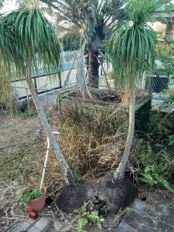 Other Ponytail Palm Seeds -Garden Fresh Shop 20201006 171739 scaled 1