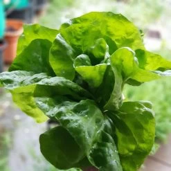Organic Lettuce Mix Seeds -Garden Fresh Shop 20201008 190723 scaled 1