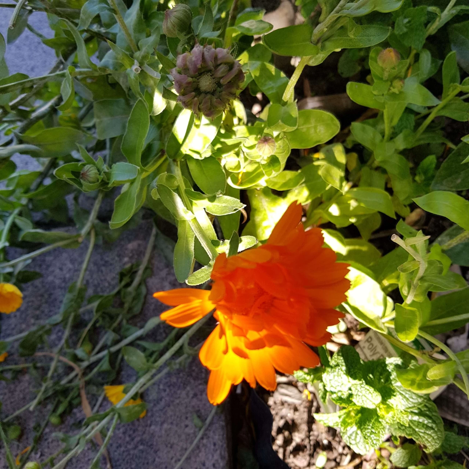 Organic Calendulla – Orange King Seeds 4 Organic Calendulla – Orange King Seeds - Image 2