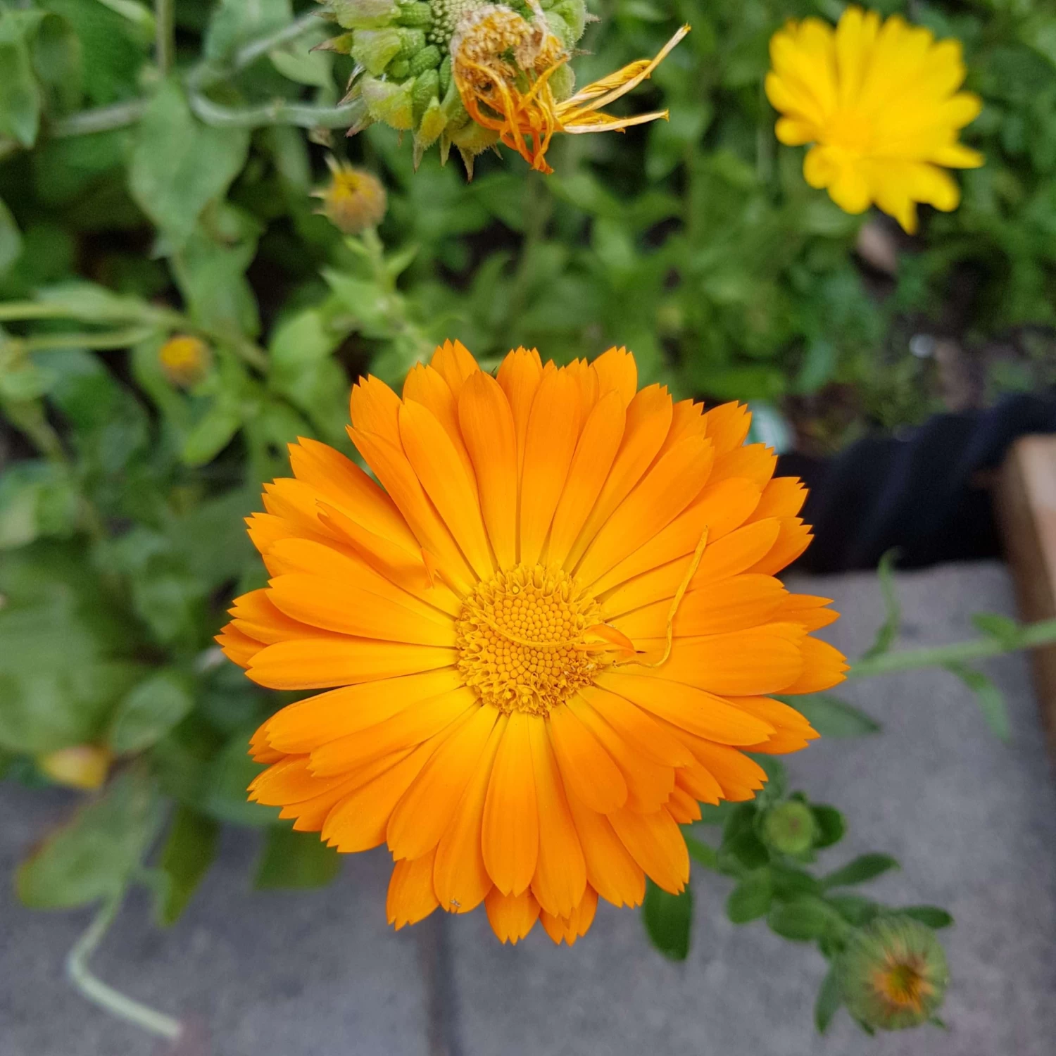 Organic Calendulla – Orange King Seeds 5 Organic Calendulla – Orange King Seeds - Image 3