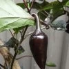 Count Dracula Chilli Seeds -Garden Fresh Shop 20210219 095052 scaled 1