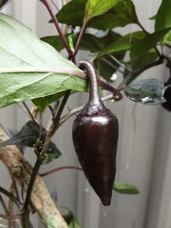 Count Dracula Chilli Seeds