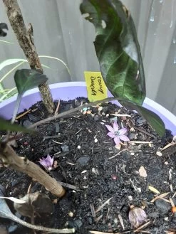 Count Dracula Chilli Seeds -Garden Fresh Shop 20210219 095108 scaled 1