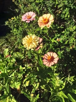 Zinnia ‘Elegans Mixed’ Seeds -Garden Fresh Shop 20210402 155502 scaled 1