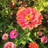 Zinnia ‘Elegans Mixed’ Seeds 2 Zinnia ‘Elegans Mixed’ Seeds -Garden Fresh Shop 20210402 155508 scaled 1