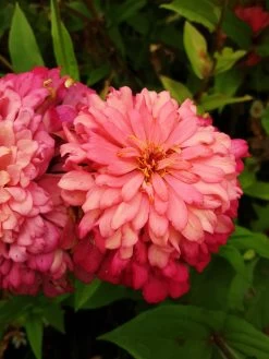 Zinnia ‘Elegans Mixed’ Seeds -Garden Fresh Shop 20210404 093757 scaled 1