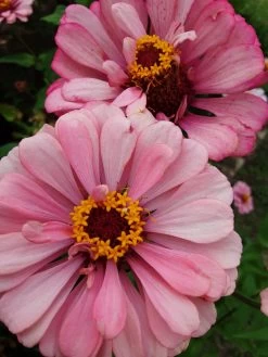 Zinnia ‘Elegans Mixed’ Seeds -Garden Fresh Shop 20210404 093813 scaled 1