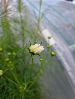 Organic Cosmos Sonata Series – White Seeds -Garden Fresh Shop 20210409 171737 scaled 1