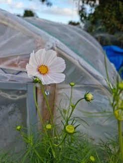 Organic Cosmos Sonata Series – White Seeds -Garden Fresh Shop 20210409 171803 scaled 1