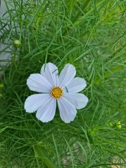 Garden Fresh Shop -Garden Fresh Shop 20210409 172116 scaled 1