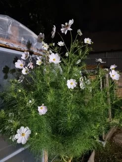 Organic Cosmos Sonata Series – White Seeds -Garden Fresh Shop 20210422 183429 scaled 1