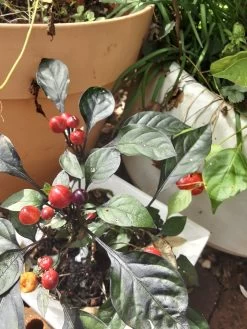 Purple Prince – C. Annum. Seeds -Garden Fresh Shop 20210502 110006 scaled 1