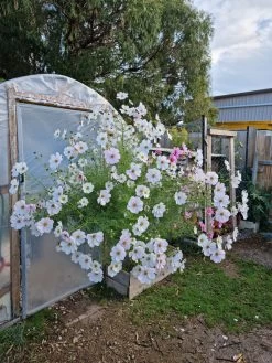 Organic Cosmos Sonata Series – White Seeds