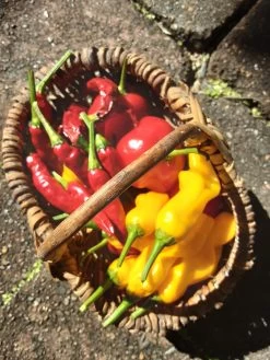 Peter Pepper – C. Annum Seeds -Garden Fresh Shop 20210605 104819 scaled 1