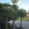 Other Ponytail Palm Seeds 2 Other Ponytail Palm Seeds -Garden Fresh Shop 20220128 173522 scaled 1