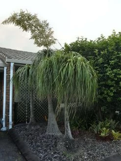 Other Ponytail Palm Seeds -Garden Fresh Shop 20220128 173536 scaled 1