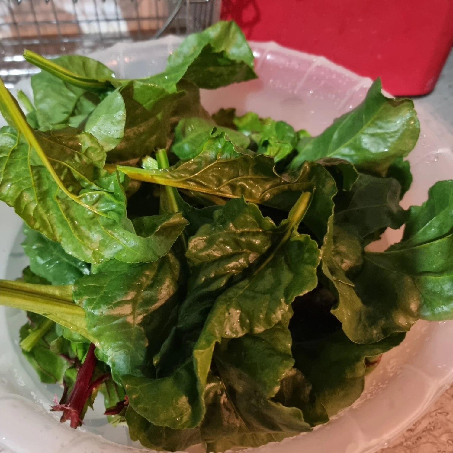 Organic Perennial Spinach Seeds 3 Organic Perennial Spinach Seeds