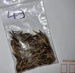 Organic Cosmos Sonata Series – White Seeds -Garden Fresh Shop 20221031 190506 scaled 1