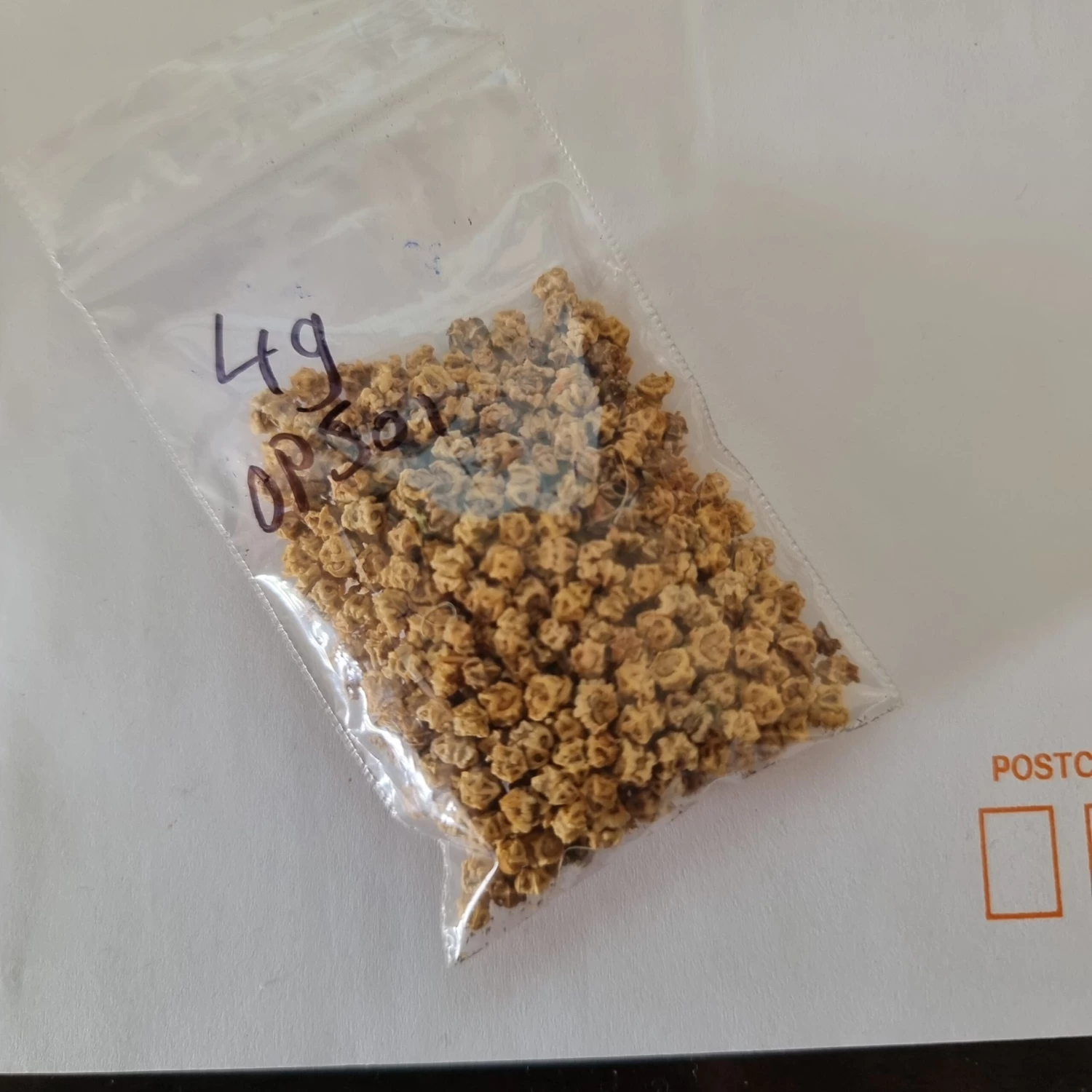 Organic Perennial Spinach Seeds 4 Organic Perennial Spinach Seeds - Image 2