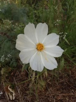 White Cosmos Seeds -Garden Fresh Shop 20221108 171632 scaled 1