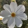 White Cosmos Seeds 2 White Cosmos Seeds -Garden Fresh Shop 20221113 084837 scaled 1